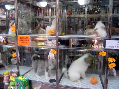 開了寵物店要用什么軟件才能管理好財務(wù)呢？